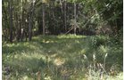 Property photo 18 - REAL ESTATE AUCTION - 26+/- ACRES IN 3 TRACTS IN SOUTHWEST ALLEN COUNTY, INDIANA
